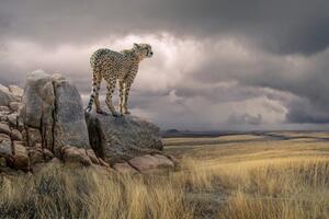 Fotografi Cheetah View, Marcel Egger