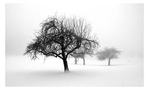 Fototapet - winter - trees