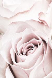 Fotografi Pink Rose No 05, Studio Collection