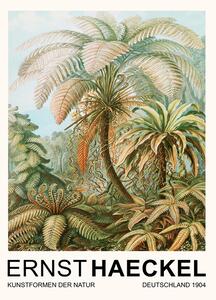 Bildreproduktion Filicinae–Laubfarne / Rainforest Trees (Vintage Academia) - Ernst Haeckel, (30 x 40 cm)