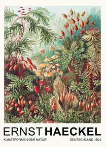 Bildreproduktion Muscinae–Laubmoose / Rainforest Plants (Vintage Academia) - Ernst Haeckel, (30 x 40 cm)