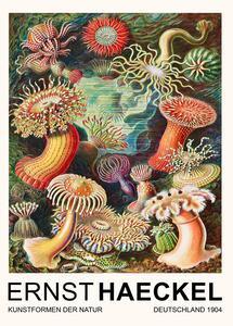 Bildreproduktion Actiniae–Seeanemonen / Sea Anemones (Vintage Academia) - Ernst Haeckel, (30 x 40 cm)