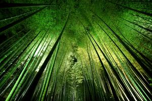 Fotografi Bamboo night, Takeshi Marumoto