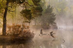 Fotografi Goose fight, Anton van Dongen, (40 x 26.7 cm)