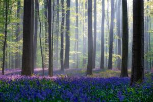 Fotografi Bluebells, Adrian Popan