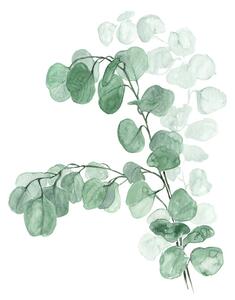 Illustration Watercolor silver dollar eucalyptus, Blursbyai