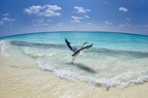 Fotografi Take-off, Roberto Marchegiani