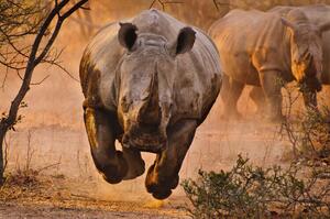 Fotografi Rhino learning to fly, Justus Vermaak