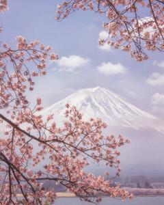 Fotografi Mt. Fuji in the cherry blossoms, Makiko Samejima