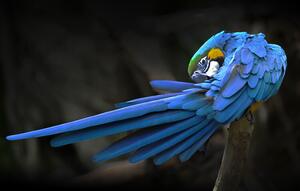 Fotografi Blue parrot, Abbas Ali Amir