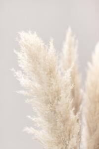 Fotografi Pampas Grass Grey 03, Studio Collection, (26.7 x 40 cm)
