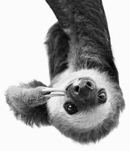 Fotografi Sloth BW, Sisi & Seb, (30 x 40 cm)