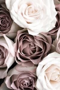Fotografi Roses, Studio Collection
