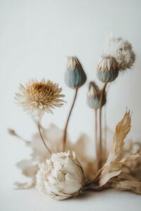 Fotografi Dry Flower Impression, Treechild