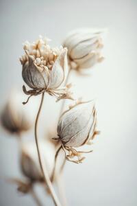 Fotografi Beige Felt Flowers, Treechild