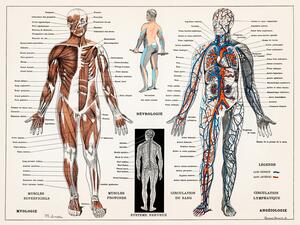 Illustration Antique Illustration of the Human Nervous & Muscular System
