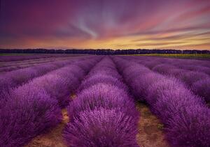 Fotografi Lavender field, Nikki Georgieva V, (40 x 26.7 cm)