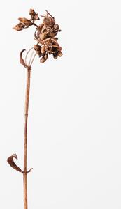 Fotografi Dried brown plant 2, Studio Collection
