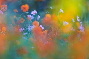 Fotografi The Colorful Garden, Junko Torikai