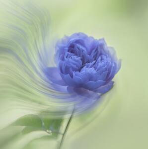 Fotografi Blue rose, Judy Tseng