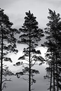 Fotografi Swedish Trees, Mareike Böhmer, (26.7 x 40 cm)