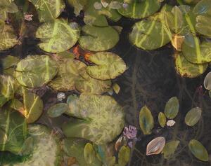 Illustration Pond plants, Nel Talen