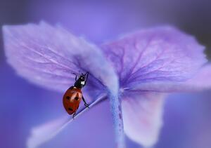 Fotografi Ladybird on purple hydrangea, Ellen van Deelen
