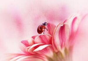 Illustration Ladybird on Gerbera, Ellen van Deelen