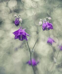 Fotografi Botanical, Elisabeth van Helden