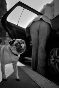 Fotografi Dog sees you, Christophe Debon