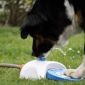 Vattenfontän till hunden