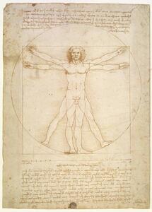 Leonardo da Vinci - Konsttryck The Proportions of the human figure , c.1492, (30 x 40 cm)