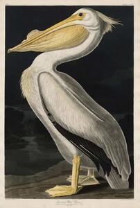 Bildreproduktion American White Pelican, 1836, John James (after) Audubon
