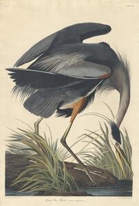 John James (after) Audubon - Konsttryck Great blue Heron, 1834, (26.7 x 40 cm)