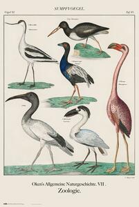 Poster, Affisch Vintage Birds, John James Audubon