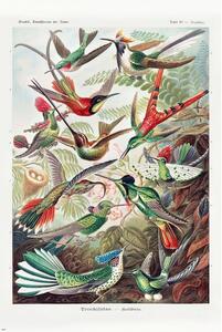 Poster, Affisch Ernst Haeckel - Kolibris, (61 x 91.5 cm)