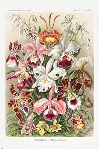 Poster, Affisch Ernst Haeckel - Orchideen