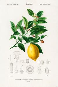 Poster, Affisch Charles Dessalines d’Orbigny - Citrus Limonium