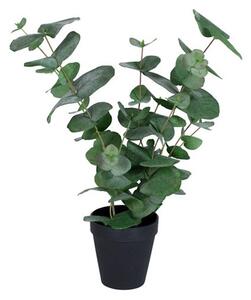 Konstväxt Eucalyptus