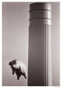 Poster, Affisch Pink Floyd - Animals – Inflatable pig 1976, (59.4 x 84 cm)