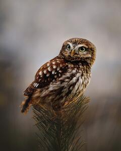 Fotografi Morning with owl, Michaela Firesova