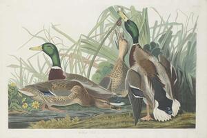 John James (after) Audubon - Konsttryck Mallard Duck, 1834, (40 x 26.7 cm)