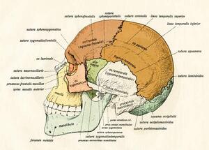 Bildreproduktion Lateral Diagram of the Bones of the Human Skull, 1906, German School