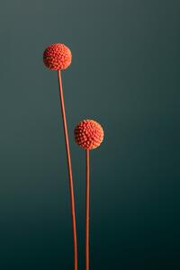 Fotografi Orange Seed Capsules, Studio Collection