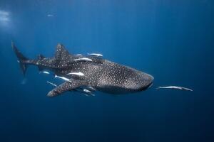 Fotografi Whale shark, Barathieu Gabriel