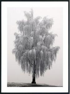 Posterworld - Motiv Frosty tree - 70x100 cm