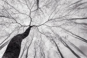 Konstfotografering A view of the tree crown, Tom Pavlasek, (40 x 26.7 cm)