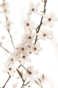 Konstfotografering Blossoming, Sisi & Seb, (26.7 x 40 cm)