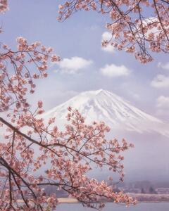 Konstfotografering Mt. Fuji in the cherry blossoms, Makiko Samejima, (30 x 40 cm)