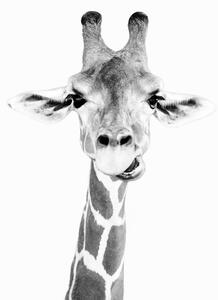 Konstfotografering Happy giraffe, Sisi & Seb, (30 x 40 cm)